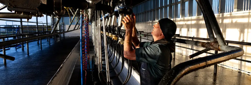 Opinion: What if NZ Milked More, Not Less? 4 Tregvor working in his cow shed geting ready to milk the cows