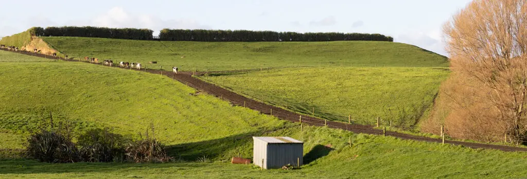 5 Contingency Measures to Winter-Proof your Farm 1 Nevada Blog Hero Dairy Farm cows walking along run