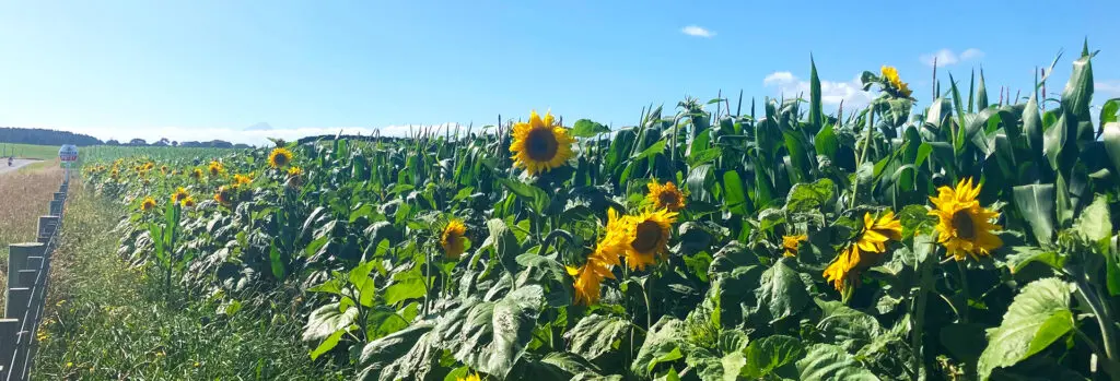 Is Effluent a Good Fertiliser for Growing Maize? 9 Maise crop with sunflowers in south taranaki NZ