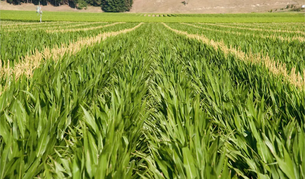 Effluent Management: How to Utilise Effluent for Cropping 1 Nevada Blog maize
