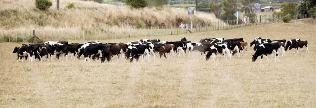Benefits of Spreading Effluent in a Dry Summer 8 Benefits of Spreading Effluent in a Dry Summer