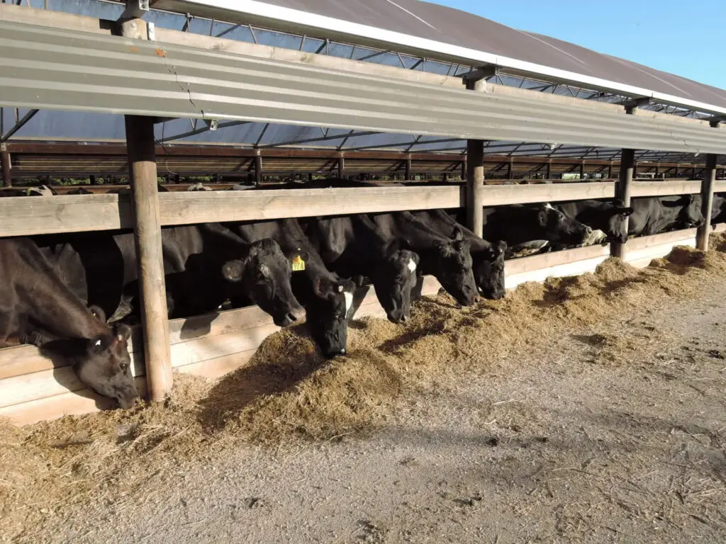 How to Choose the Right Size Effluent Bladder Tank 2 Nevada cows feeding slatted floor barn.jpg