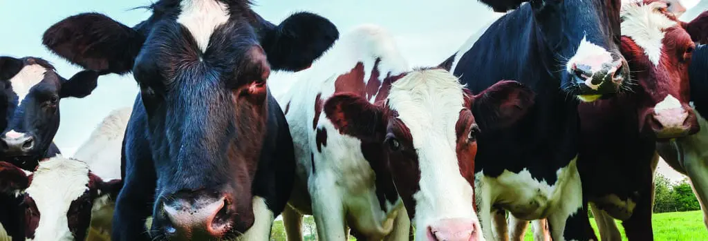 How to Best Manage Solids from Feed Pads and Dairy Sheds 5 herd of curious cows