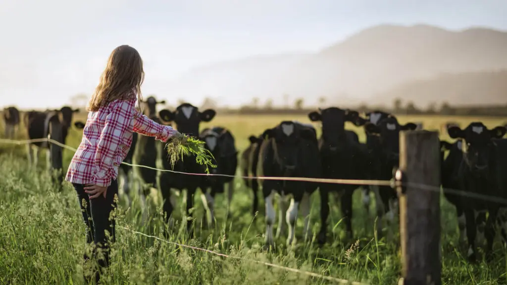 How You can Avoid Wasting Money on Your Effluent Pond 1 Girl feeding dairy cows